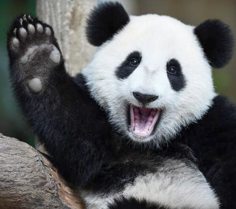 panda_02